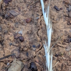 Rytidosperma (genus) (Wallaby Grass) at Watson Green Space - 26 Jan 2024 by AniseStar
