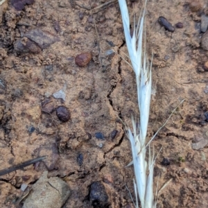 Rytidosperma sp. at Watson Green Space - 26 Jan 2024 05:30 PM