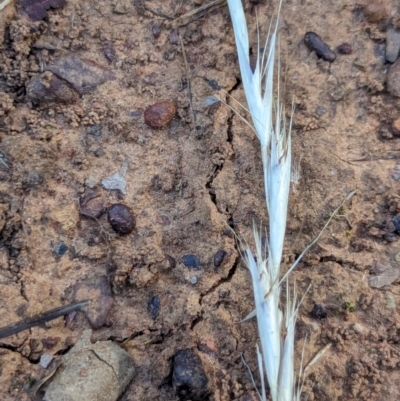 Rytidosperma (genus) (Wallaby Grass) at Watson Green Space - 26 Jan 2024 by AniseStar