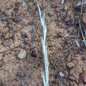 Rytidosperma sp. at Watson Green Space - 26 Jan 2024 05:30 PM