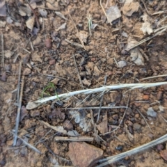 Rytidosperma sp. at Watson Green Space - 26 Jan 2024 05:30 PM