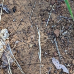 Rytidosperma sp. at Watson Green Space - 26 Jan 2024 05:30 PM