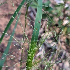 Panicum effusum at Watson Green Space - 26 Jan 2024 05:28 PM