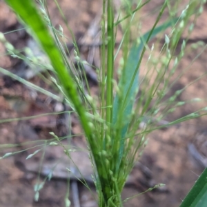 Panicum effusum at Watson Green Space - 26 Jan 2024 05:28 PM