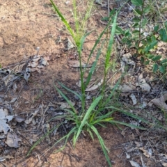 Panicum effusum at Watson Green Space - 26 Jan 2024