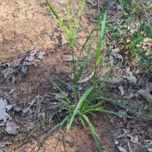 Panicum effusum at Watson Green Space - 26 Jan 2024 05:28 PM