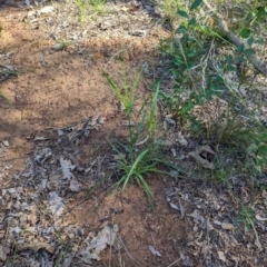 Panicum effusum at Watson Green Space - 26 Jan 2024 05:28 PM