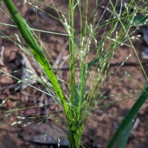 Panicum effusum at Watson Green Space - 26 Jan 2024