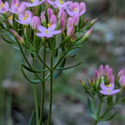 Centaurium erythraea (Common Centaury) at Watson Green Space - 26 Jan 2024 by AniseStar