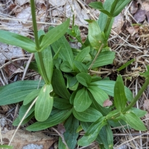 Centaurium erythraea at Watson Green Space - 26 Jan 2024