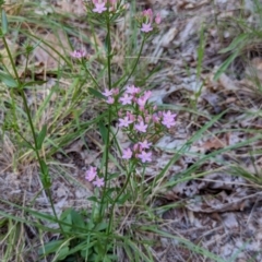 Centaurium erythraea at Watson Green Space - 26 Jan 2024