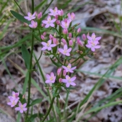 Centaurium erythraea at Watson Green Space - 26 Jan 2024