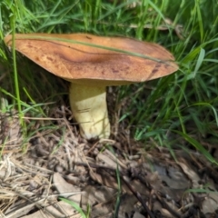 Unidentified Bolete - Fleshy texture, stem central (more-or-less) at Watson Green Space - 26 Jan 2024 by AniseStar