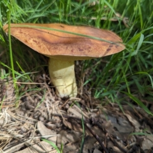 zz bolete at Watson Green Space - 26 Jan 2024