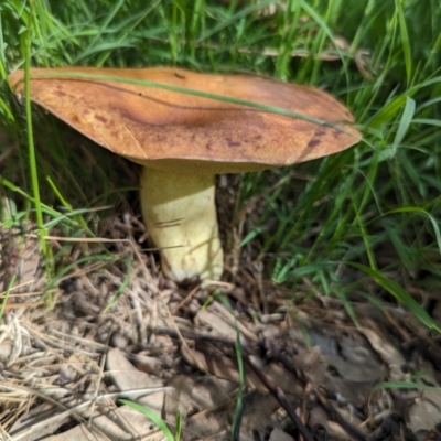 zz bolete at Watson Green Space - 26 Jan 2024 by AniseStar