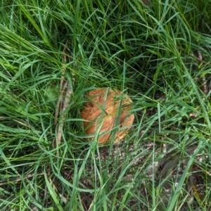 zz bolete at Watson Green Space - 26 Jan 2024