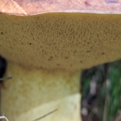 zz bolete at Watson Green Space - 26 Jan 2024