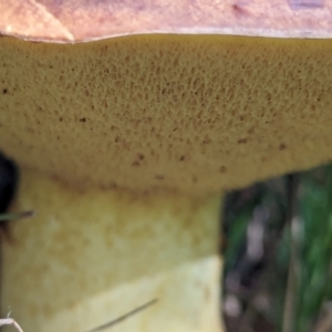 zz bolete at Watson Green Space - 26 Jan 2024