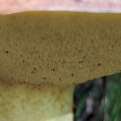 zz bolete at Watson Green Space - 26 Jan 2024