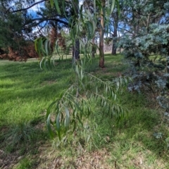 Acacia implexa at Watson Green Space - 26 Jan 2024 05:14 PM