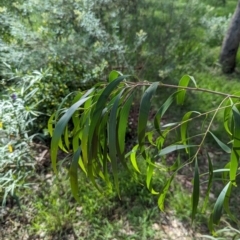 Acacia implexa at Watson Green Space - 26 Jan 2024 05:14 PM