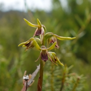 Corunastylis oligantha at Morton National Park - 24 Jan 2024