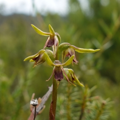 Corunastylis oligantha (Mongarlowe Midge Orchid) at Boolijah, NSW - 24 Jan 2024 by RobG1