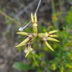 Corunastylis oligantha at Morton National Park - 24 Jan 2024