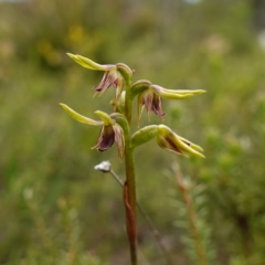 Corunastylis oligantha at Morton National Park - 24 Jan 2024