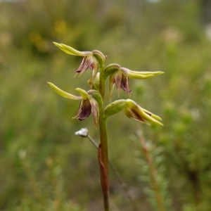 Corunastylis oligantha at Morton National Park - suppressed