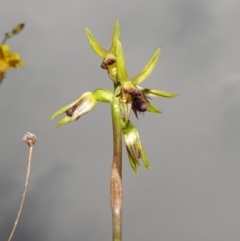 Corunastylis oligantha at Morton National Park - suppressed