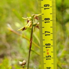 Corunastylis oligantha at Morton National Park - 24 Jan 2024