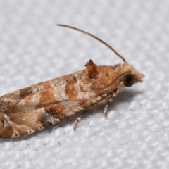 Lobesia xylistis (A Tortricid moth (Olethreutinae)) at Jerrabomberra, NSW - 26 Jan 2024 by DianneClarke