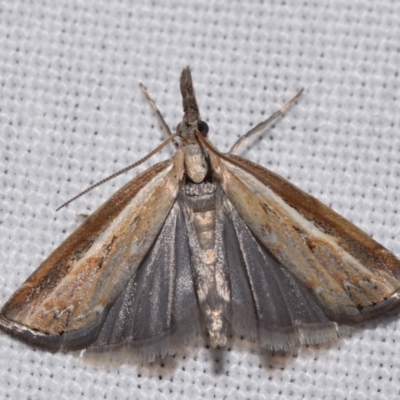 Ptochostola microphaeellus (A Crambid moth) at Jerrabomberra, NSW - 26 Jan 2024 by DianneClarke