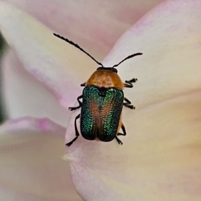 Aporocera (Aporocera) iridipennis (A case bearing leaf beetle) at Ngunnawal, ACT - 26 Jan 2024 by TanyaP