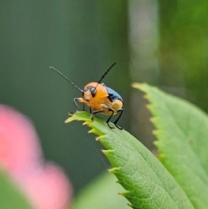 Aporocera (Aporocera) iridipennis at Ngunnawal, ACT - suppressed