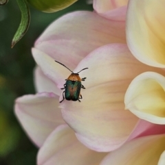 Aporocera (Aporocera) iridipennis at Ngunnawal, ACT - suppressed