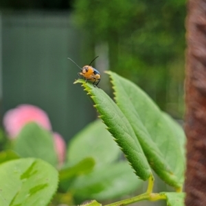 Aporocera (Aporocera) iridipennis at Ngunnawal, ACT - suppressed