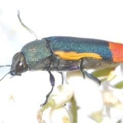 Castiarina kerremansi (A jewel beetle) at Uriarra Village, ACT - 21 Jan 2024 by Harrisi