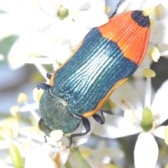 Castiarina kerremansi at Lower Cotter Catchment - 21 Jan 2024 11:42 PM