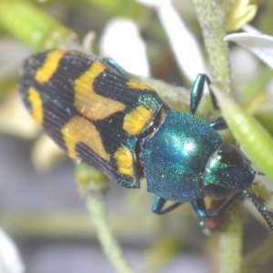 Castiarina flavopicta at Lower Cotter Catchment - 21 Jan 2024 11:40 PM