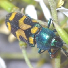Castiarina flavopicta (Flavopicta jewel beetle) at Uriarra Village, ACT - 21 Jan 2024 by Harrisi