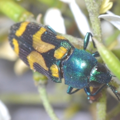 Castiarina flavopicta (Flavopicta jewel beetle) at Uriarra Village, ACT - 21 Jan 2024 by Harrisi