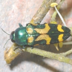 Castiarina flavopicta at Lower Cotter Catchment - 21 Jan 2024 11:40 PM