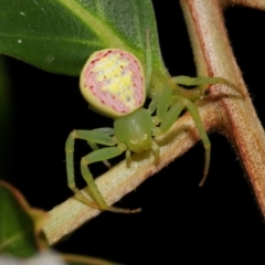 Lehtinelagia prasina (Leek-green flower spider) at Brisbane City, QLD - 23 Jan 2024 by TimL
