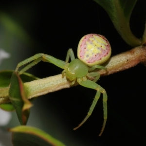 Lehtinelagia prasina at Brisbane City, QLD - 23 Jan 2024 12:00 PM