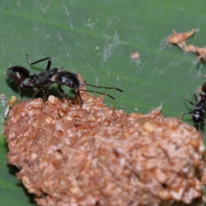 Rhyparochromidae (family) at Brisbane City Botanic Gardens - 23 Jan 2024 12:10 PM