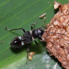 Lygaeidae (family) at Brisbane City, QLD - 23 Jan 2024 by TimL