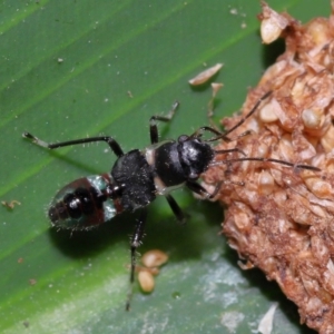 Rhyparochromidae (family) at Brisbane City Botanic Gardens - 23 Jan 2024 12:10 PM