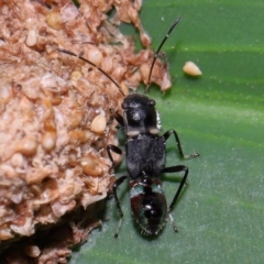 Rhyparochromidae (family) at Brisbane City Botanic Gardens - 23 Jan 2024 12:10 PM